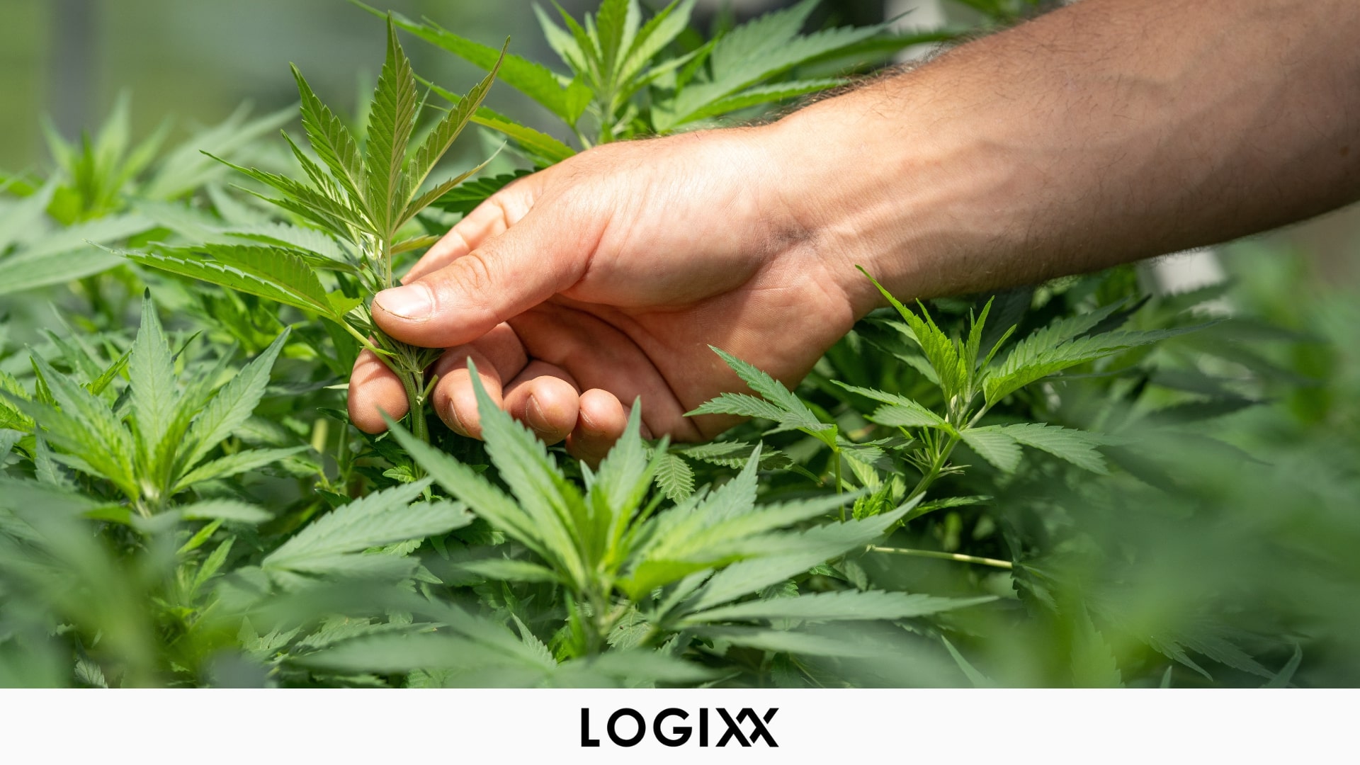 Cannabis Micro Cultivation Image